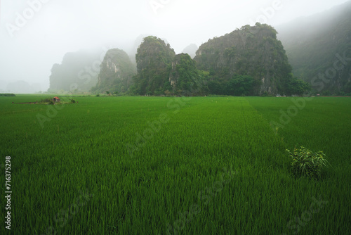 Karst mountains covered in fog along green rice field, Ninh Binh, Vietnam