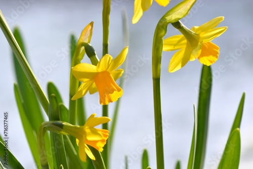 closeup on beautiful yellow narcissus blooming in snowy  a garden