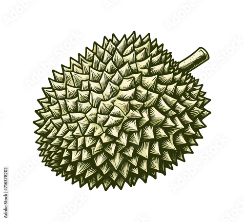 Durian fruit hand drawn illustration vector graphic photo
