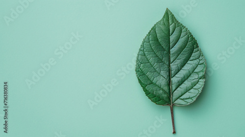 Minimal green leaf