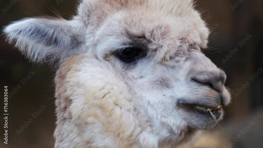 Close up of a cute alpaca eating grass on a farm. Close up of a cute alpaca eating grass on a farm.