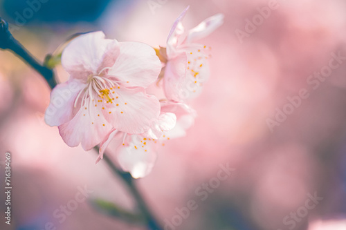 春の訪れを告げる河津桜