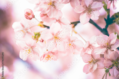 春の日差しを浴びる桜