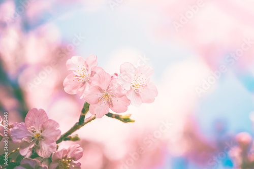 ピンクの可愛い桜の花