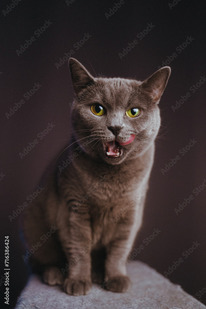A Russian blue cat, in front of a dark background, standing on a cat tree, licking her mouth after eating a treat