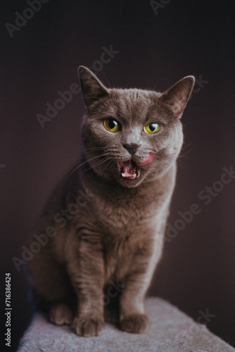 A Russian blue cat  in front of a dark background  standing on a cat tree  licking her mouth after eating a treat