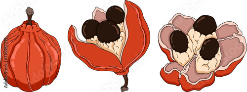 Hand drawn colored Ackee, Blighia sapida or achee, medicinal plant. Vector Illustration on white Background.