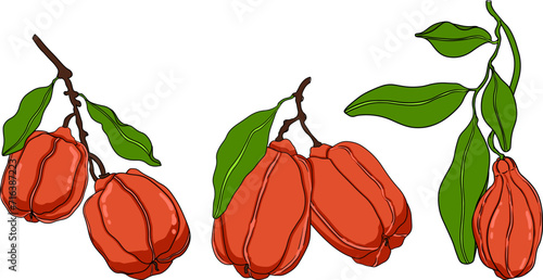 Hand drawn colored Ackee, Blighia sapida or achee, medicinal plant. Vector Illustration on white Background.