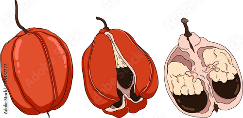 Hand drawn colored Ackee, Blighia sapida or achee, medicinal plant. Vector Illustration on white Background.