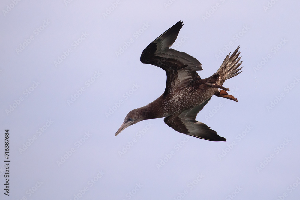 Fototapeta premium Northern Gannet Morus bassanus, juvenile bird in flight, natural blue sky background, closeup