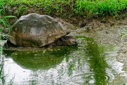 A Galapagos giant tortoise wallowing in a muddy pond.