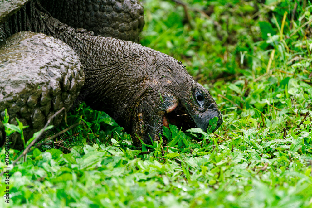 A Galapagos giant tortoise eating grass close up A Galapagos giant tortoise eating grass close up