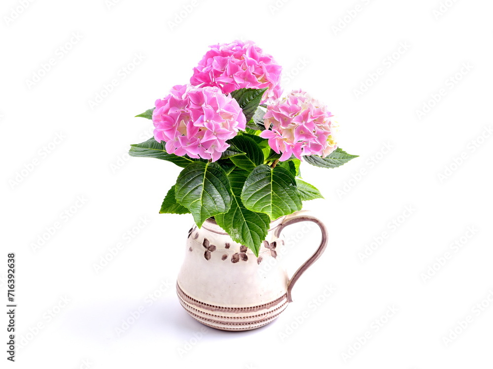 Obraz premium Pink flowers of hortensia in vase. Bouquet of hydrangea isolated on white background.