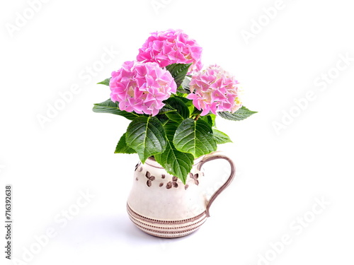 Pink flowers of hortensia in vase. Bouquet of hydrangea isolated on white background.