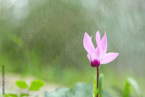 Close up image of cyclamen flower blooming in meadow