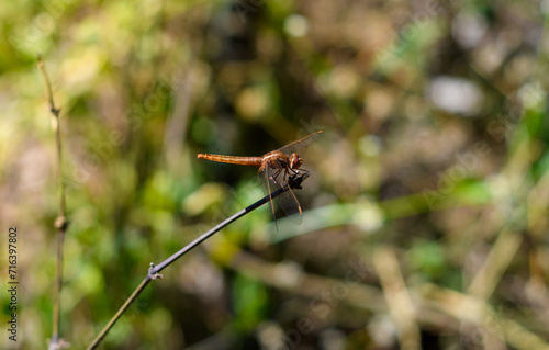 Orange Dragonfly Sitting On Stick, close up