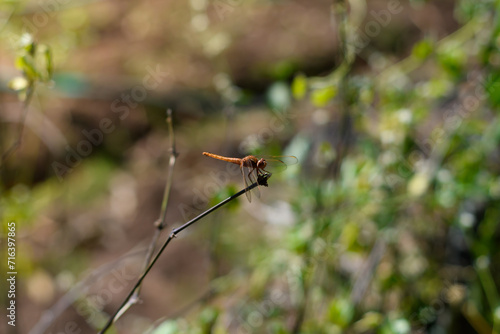 Orange Dragonfly Sitting On Stick, close up