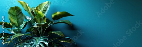 Classic Blue Backrgound Closeup Shot Tropical, Banner Image For Website, Background, Desktop Wallpaper
