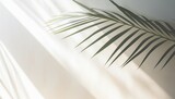 close up of palm leaf, wallpaper, background