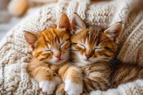 Two cute kitten sleeping on a knitted plaid. Close-up. The concept of love, Valentine's Day.