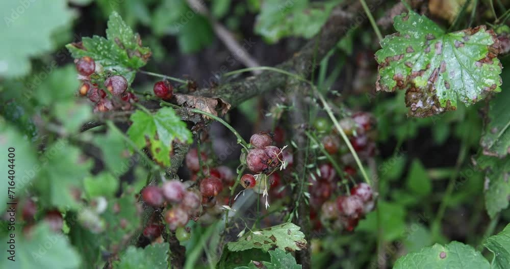 Red currant with damaged berries and leaves by the disease - powdery mildew. Fungal diseases of the garden. Red currant with damaged berries and leaves by the disease - powdery mildew. Fungal diseases of the garden.