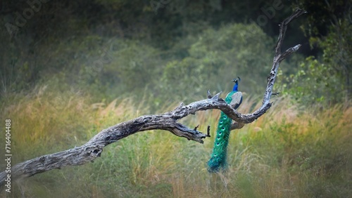 A landscape of Jim Corbett National Park , with a peacock seated on a tree trunk