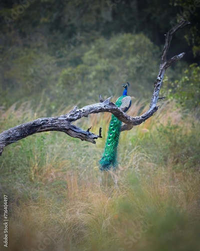 A landscape of Jim Corbett National Park , with a peacock seated on a tree trunk