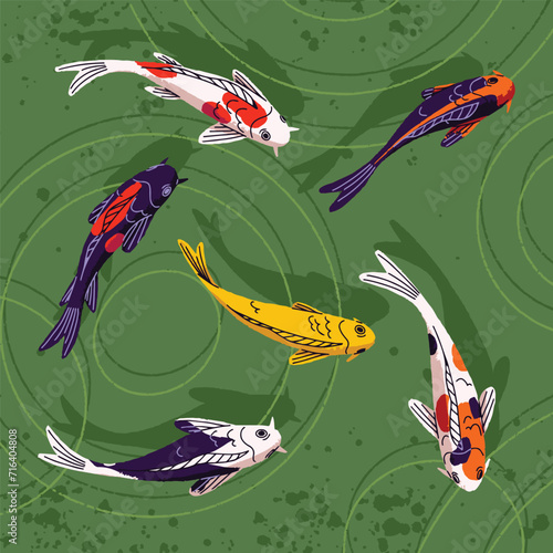 Multicolored Koi, ornamental Nishikigoi floating in pond top view. Decorative Japanese carp swim in lake water panorama. Asian, oriental animal, fish with red spots on scales. Flat vector illustration