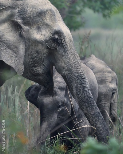 Close up of Indian Elephant with her calves in the grasslands of Jim Corbett National Park India 