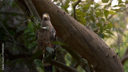 Serpentine Eagle seated on a branch of the jungles of Jim Corbett National Park, India 