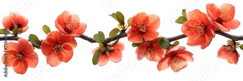 Japanese Quince Full Blooming  Banner Image For Website  Background  Desktop Wallpaper