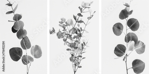 Three black and white photographs showcasing the beauty of eucalyptus leaves. Ideal for adding a touch of elegance and nature to any project