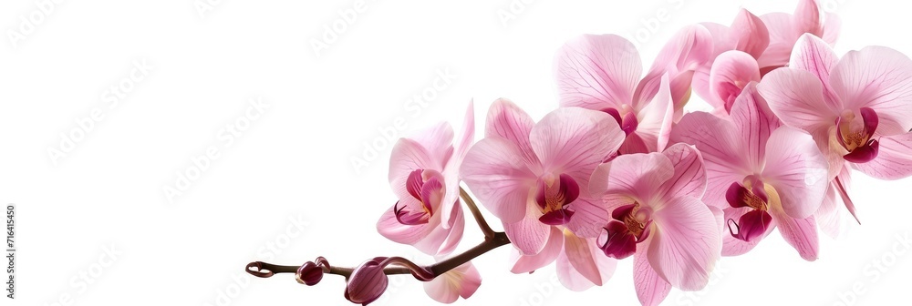 Pink Orchid Flower Isolated On White, Banner Image For Website, Background, Desktop Wallpaper