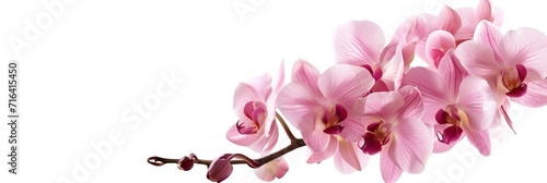 Pink Orchid Flower Isolated On White, Banner Image For Website, Background, Desktop Wallpaper © Pic Hub