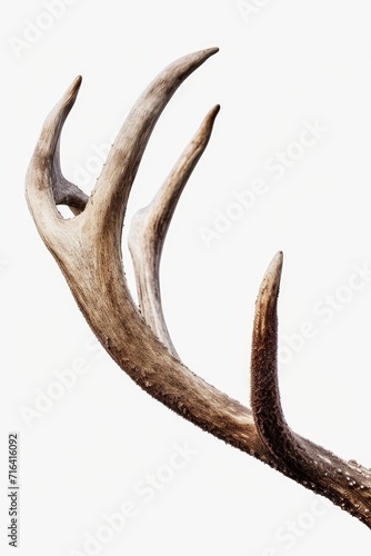 A detailed view of the antlers of a deer, showcasing their intricate structure. Perfect for nature enthusiasts and wildlife researchers