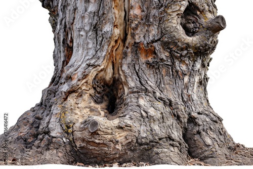 A picture of a tree trunk with a visible hole. This image can be used to depict nature, decay, or a hiding spot