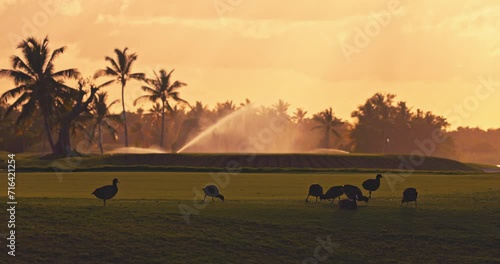 Golf course cort at sunrise with water chicken birds and lawn sprinkler spraying the grass photo