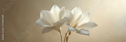 White Buds Flowering Zephyranthes Candida Delicate, Banner Image For Website, Background, Desktop Wallpaper photo