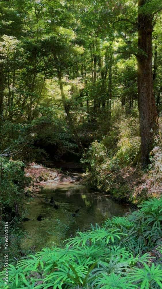 New Zealand stream in native bush. Southern Beech forest in the central North Island. Umbrella Fern in foreground. Light shining through trees. New Zealand stream in native bush. Southern Beech forest in the central North Island. Umbrella Fern in foreground. Light shining through trees.