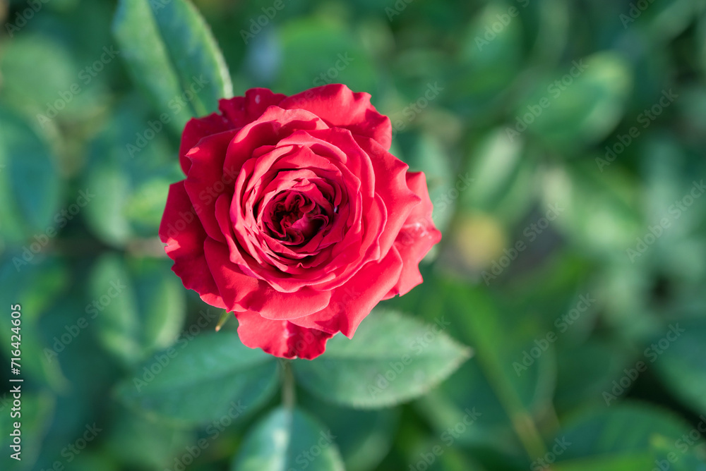 Top view of beautiful red rose and bud growing outdoors. Close-up two red roses in garden. Top view of beautiful red rose and bud growing outdoors. Close-up two red roses in garden.