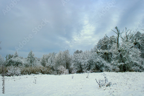 snow covered trees
