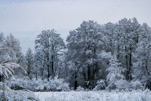winter landscape with trees