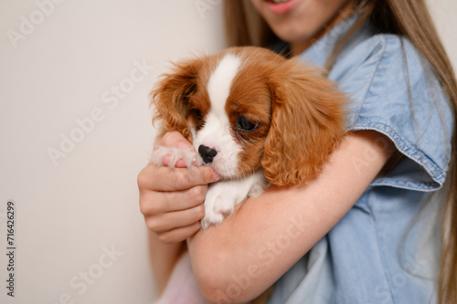 Girl hugs a cute Cavalier King Charles Spaniel puppy, given to her for the holiday, close-up. New owner hugs his pet.