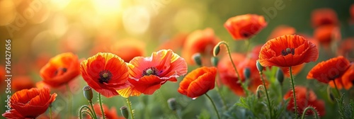  Beautiful Blooming Red Poppies Springsummer, Banner Image For Website, Background, Desktop Wallpaper photo