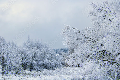 snow covered trees