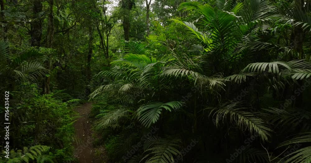 Tropical forest interior. Background of a rainforest. Drone view of Bali. Tropical forest interior. Background of a rainforest. Drone view of Bali.