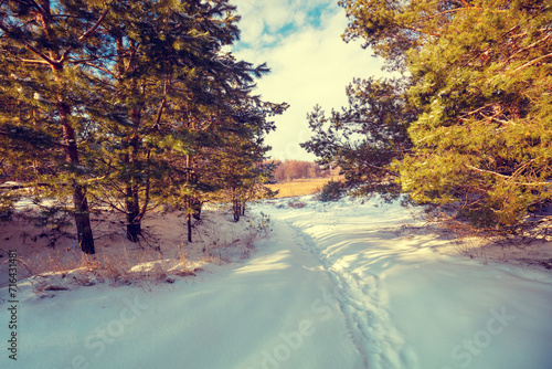 Winter pine forest in daylight. Footpath in the forest in winter. Footprints on the snow