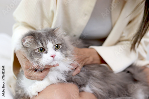 Cute white gray Persian cat comfortably sitting in owner lap hands, happy fluffy pet comfortably being gently touching with love by owner. Adorable long hair kitty with woman owner relaxing at home.