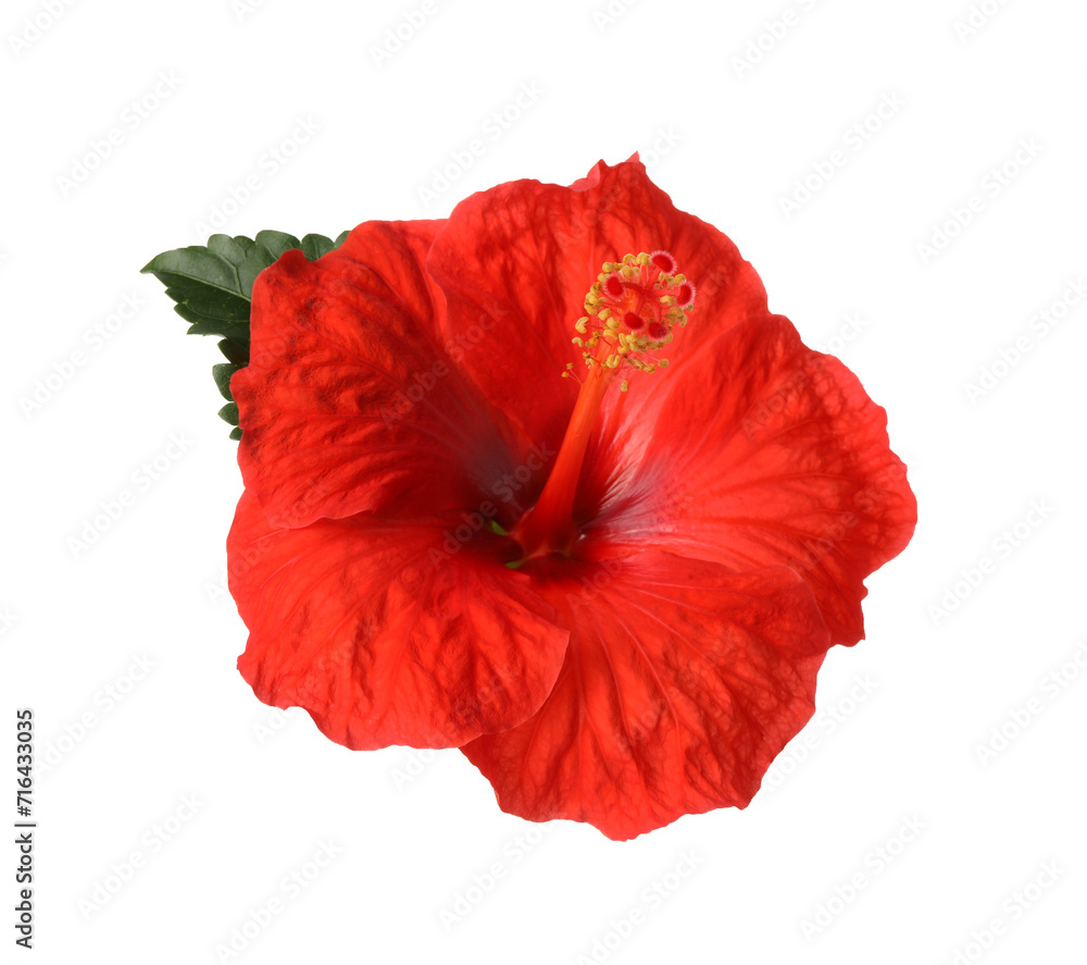 Beautiful red hibiscus flower with green leaf isolated on white