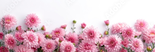  Close Photo Bouquet Pink Chrysanthemums Beautiful, Banner Image For Website, Background, Desktop Wallpaper